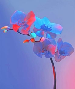Pretty Archid Paint by numbers