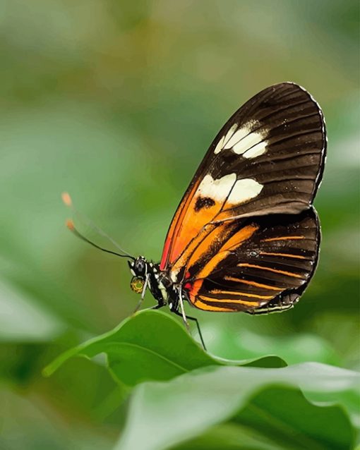 Heliconius Butterfly Paint by numbers