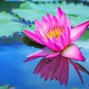 Pink Lotus Paint by numbers