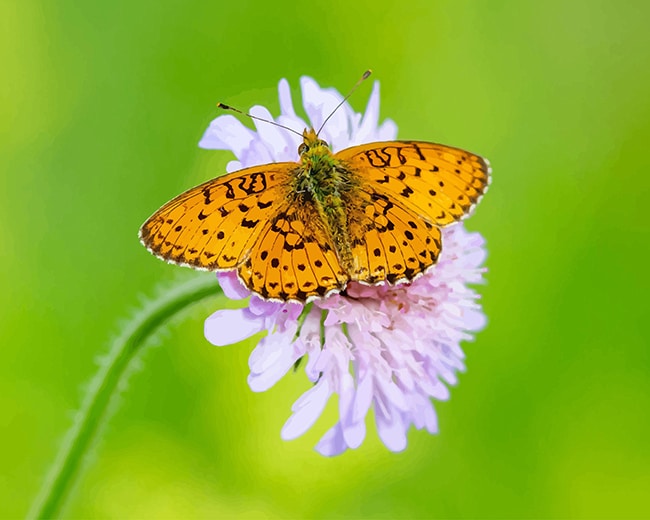 Copper Butterfly adult paint by numbers
