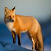 Fox in snow adult paint by number