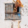 Giraffe Looking Through Window