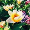 Snow Yellow Crocus adult paint by number