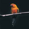 colorful parrot adult paint by number