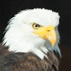 Bald Eagle - Birds Paint By Numbers