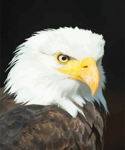 Bald Eagle - Birds Paint By Numbers