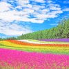 Hokkaido Garden paint by number
