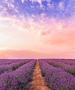 Lavender Field paint by number
