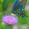 Monarch Butterfly paint by number