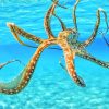 Octopus In The Ocean Paint By Numbers