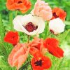 Poppy Colorful Flowers paint By Numbers