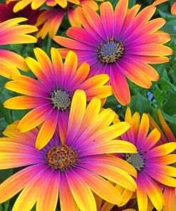 African Daisy Flower adult paint by numbers