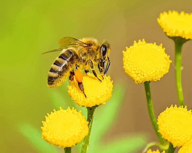 Bee on Yellow Flower adult paint by numbers