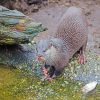 Black and Gray otter adult paint by numbers