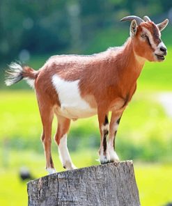 Brown Goat paint by number