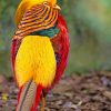 Golden Pheasant Bird adult paint by numbers