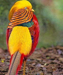 Golden Pheasant Bird adult paint by numbers