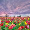 Spring Field Tulip Flowers paint by number