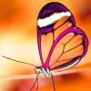 Translucent Butterfly adult paint by numbers