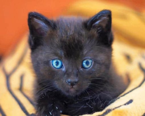 Baby Black Cat paint by numbers