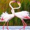 Beautiful Flamingos paint by numbers