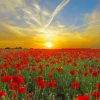Beautiful nature paint by numbers