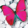 Beautiful Pink Batterfly paint by numbers