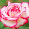 Beautiful White Pink Rose Paint by Numbers