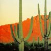 big cactus mountains adult paint by numbers