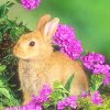 cute blonde bunny adult paint by numbers