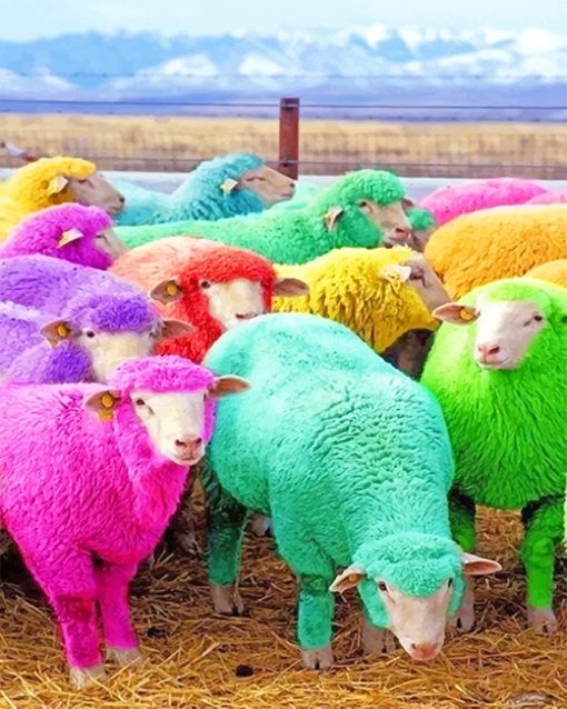 cute colorful sheeps adult paint by numbers