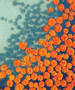 Eva Orange Aesthetic paint by numbers