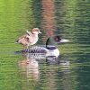 Goldeneye Duckling paint by numbers