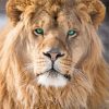 king of Jungle Lion paint by numbers