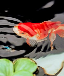 Koi Fish In Water paint by number