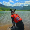 Black Dog Wearing Life Vest In Nature paint by numbers