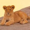 Brown Cougar In Sunset paint by numbers
