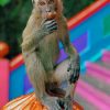 Brown Monkey On Orange Pumpkin paint by numbers