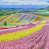 Hokkaido Japan paint by numbers