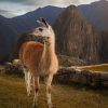 Llama In The Mountains paint by numbers