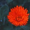 Orange Peatald Flower paint by numbers