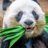 Panda Eating Plant paint by numbers