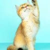 Playful White Cat paint by numbers