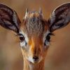 Smiling Antelope Animal paint by numbers