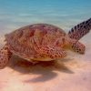 Water Turtle In Fresh Water paint by numbers