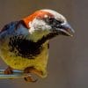 White Brown Finch Bird paint by numbers