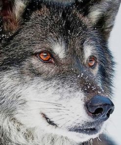 Grey Wolf paint by numbers