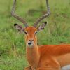 Adorable Antelope Sitting On Green Meadow paint by numbers
