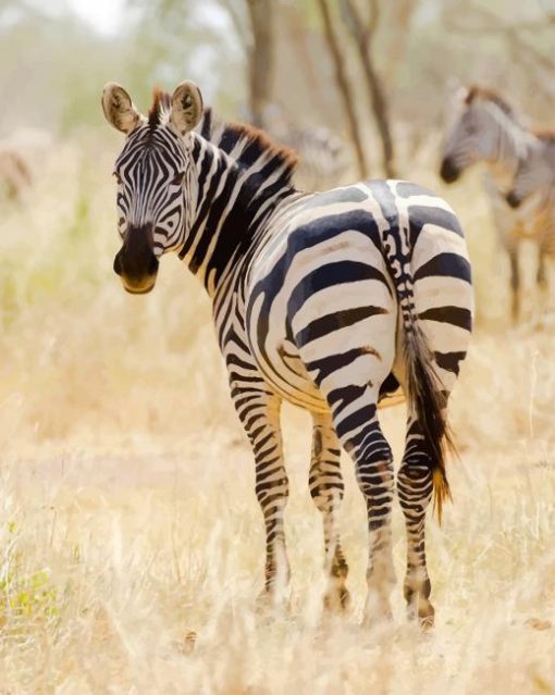 African Zebra paint by numbers