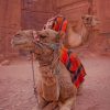 Arabian Camel paint by numbers